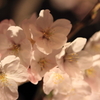 夜桜 012