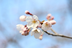 桜