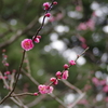IMGP0125