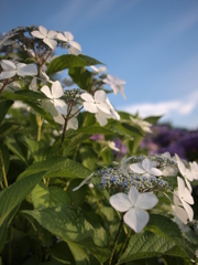P6233018