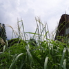 IMGP3393