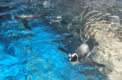 ペンギン1