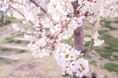 桜2012_0