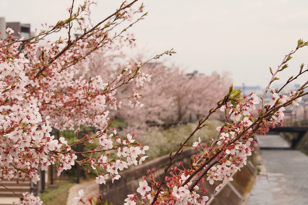 桜2012_1