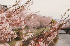 桜2012_1