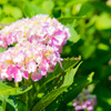 初夏の紫陽花