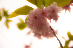 八重桜
