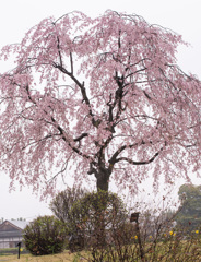 枝垂れ桜