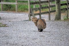 のらネコ