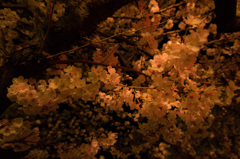 夜桜散歩②
