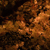 夜桜散歩②