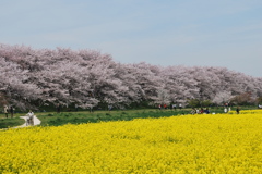 桜と菜の花
