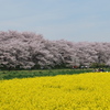 桜と菜の花