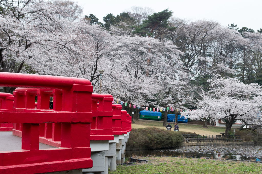 2013桜ー2