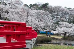 2013桜ー2