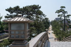 松並木1