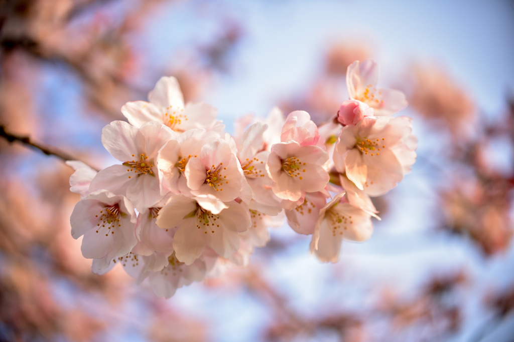 sakura,saku