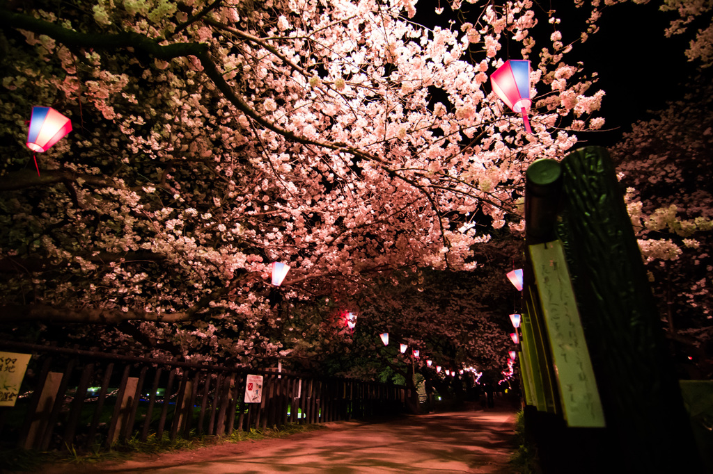 夜桜散歩①