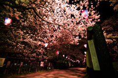 夜桜散歩①
