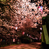夜桜散歩①