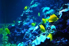 水族館