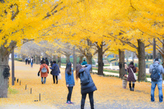 記念公園・イチョウ並木