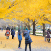 記念公園・イチョウ並木