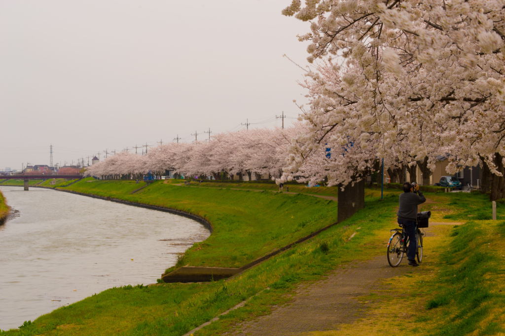 2013桜ー5