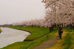 2013桜ー5