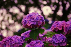 紫陽花