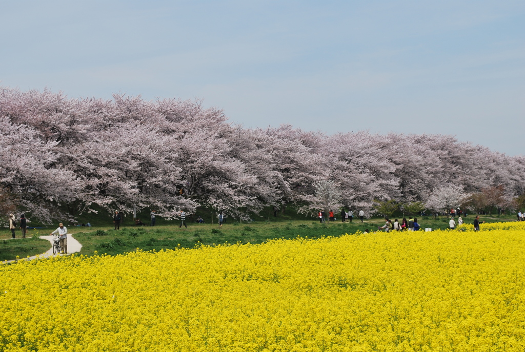権現堂の桜