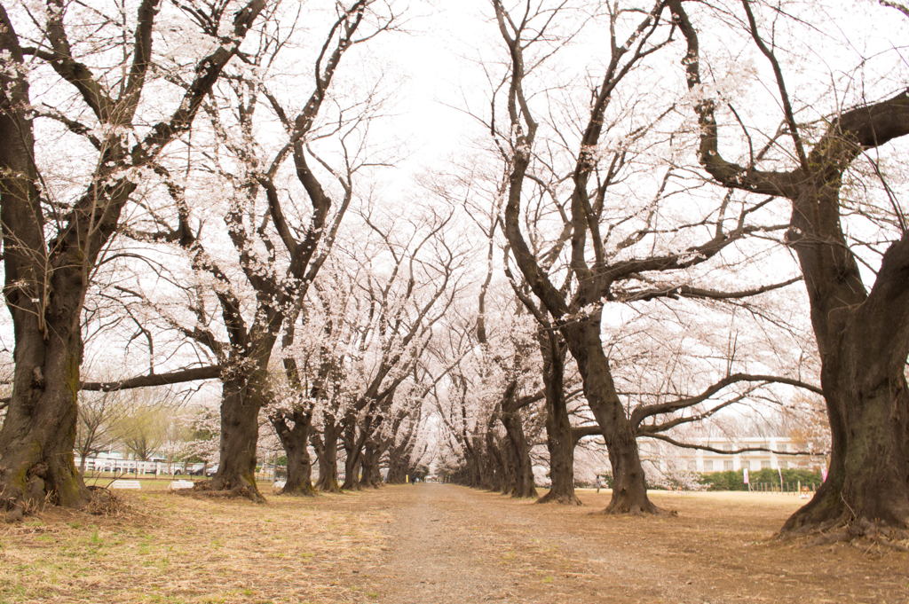 2013桜ー3