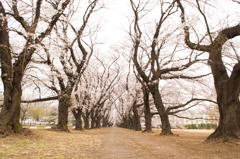 2013桜ー3