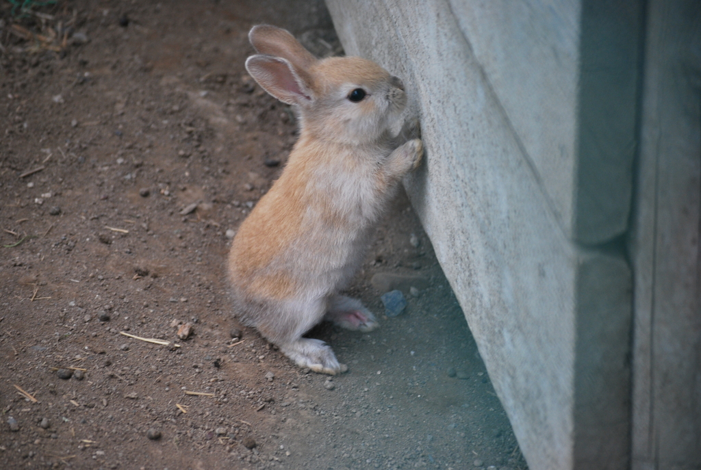 うさぎ