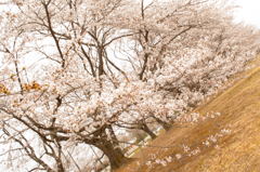 2013桜ー4