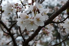 2013桜ー1