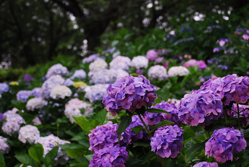 紫陽花畑
