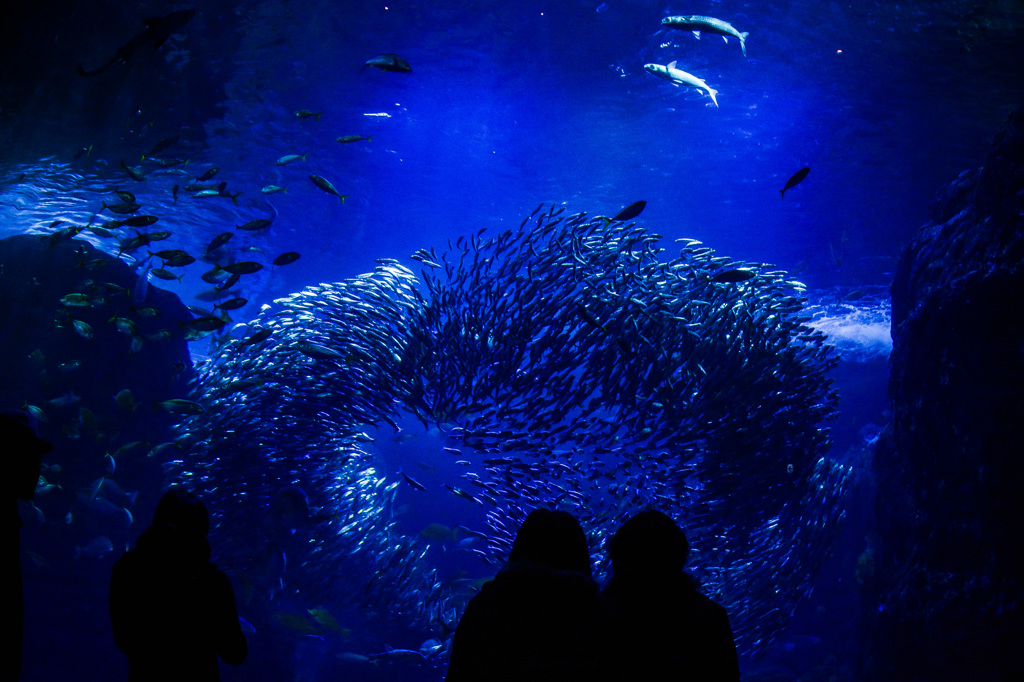 海の世界ーイワシの群れー