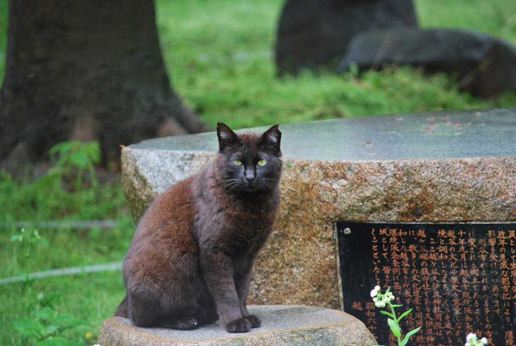 ノラ