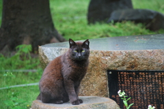 ノラ