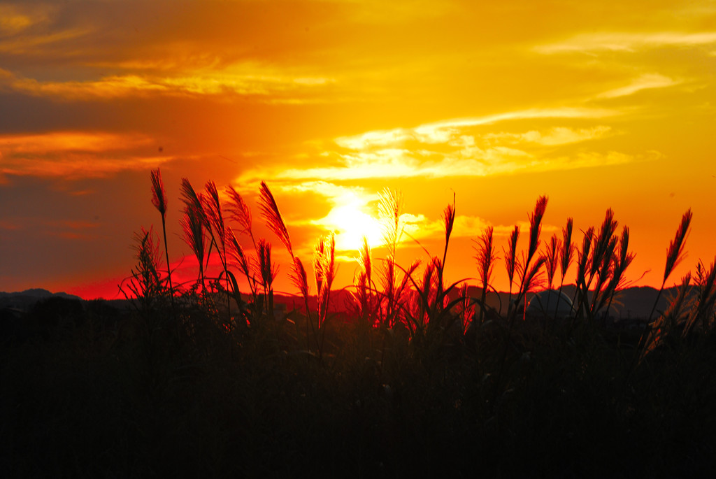 信濃川の夕空