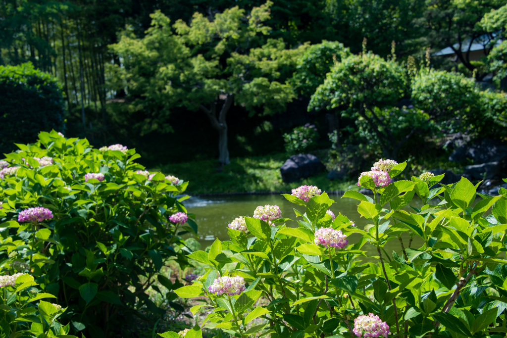 初夏の日本庭園