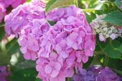紫陽花