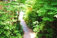 初夏の路地裏