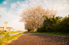 桜、見納め・・・