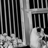 The oath kiss 