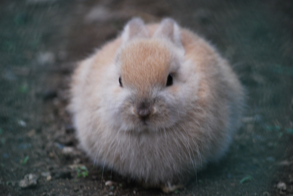 うさぎ2