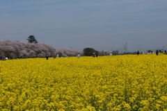 菜の花畑