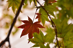 紅葉まで・・・