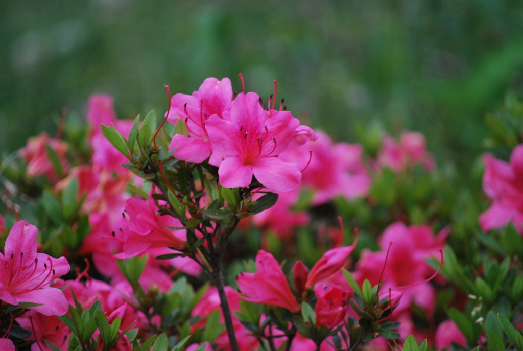 公園の花